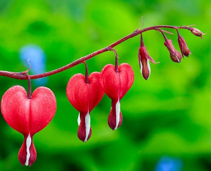20 pcs Rare Mix Color Red Pink Purple White Bleeding Heart Seeds Shade Flower Garden Home Outdoor Indoor