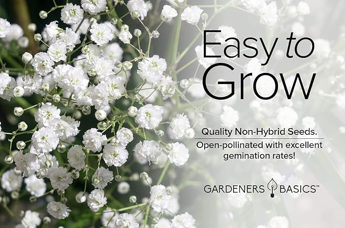 Gardeners Basics, Baby's Breath Seeds for Planting Gpsophila - Beautiful Annual Cut Flower for Flower Arrangements and Beautiful in Flower Beds in Summer Gardens Too