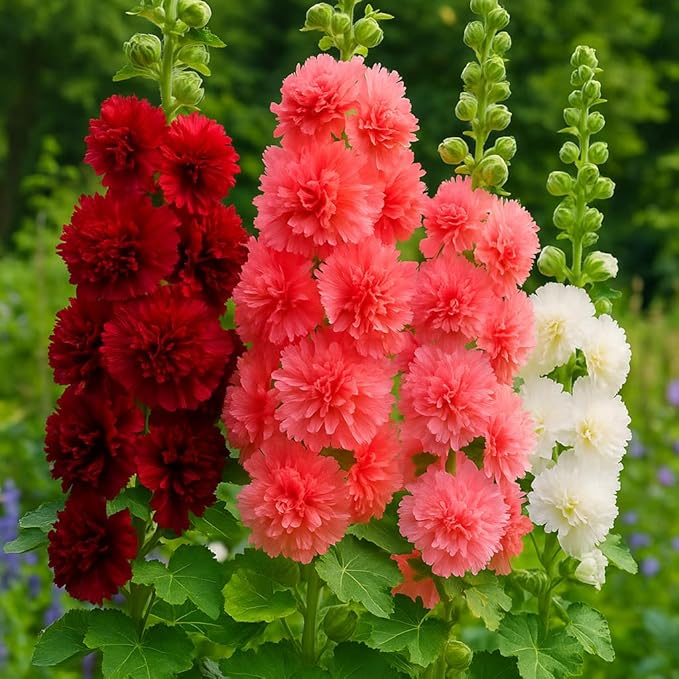 Hollyhock Majorette Mix Seeds – Alcea Rosea | Annual/Biennial | Compact, Double Blooms for Borders & Containers