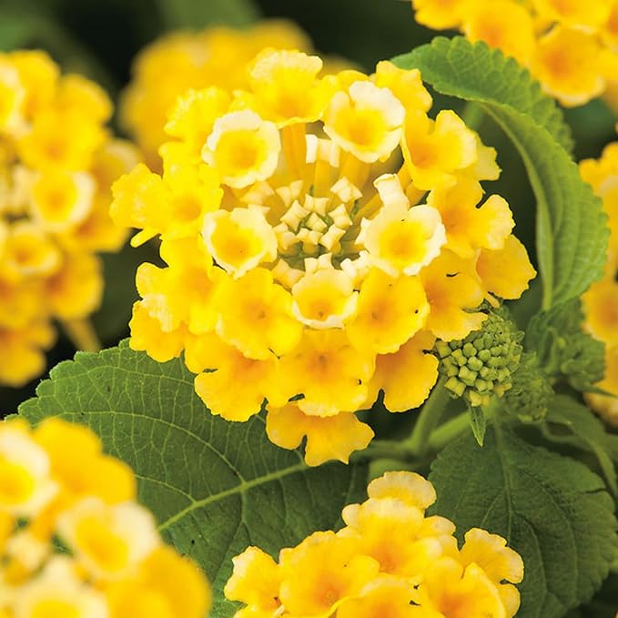 Lantana Flower Seeds for Planting - 300+ Mixed Color Flower Seeds to Plant Great for Hummingbirds and Butterflies