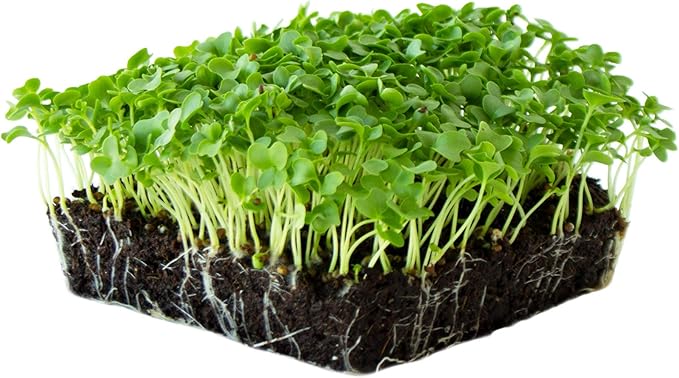 Kale Garden Seeds - Vates Blue Scotch Curled - 1 Lb - Non-GMO, Heirloom- Vegetable Gardening & Microgreens
