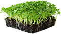 Kale Garden Seeds - Vates Blue Scotch Curled - 4 Oz - Non-GMO, Heirloom- Vegetable Gardening & Microgreens