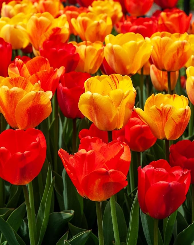 Mix Triumph Tulips 10 Bulbs for Fall Planting Colorful Flower Tulipa Darwin Hybrid Changing Colors Mixture Size 12+ 4 Varieties to Choose (Apeldoorn Mixture, 10, Mix Color)