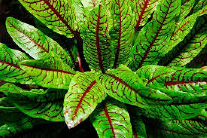 Sorrel Blood Dock Seeds – Perennial Herb (Rumex sanguineus) | Heirloom, Non-GMO, Edible Leafy Green with Red Veins