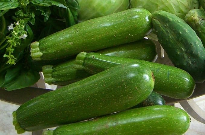 CEMEHA SEEDS - Seeds Green Zucchini Courgette Squash Tsukesha Non GMO Vegetable for Planting