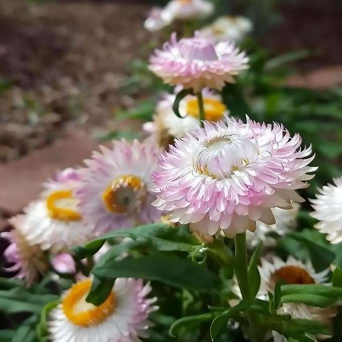 1000+ Strawflower Seeds for Planting, Annual Mixed Color Xerochrysum Seeds, Non-GMO Strawflower Flower Seeds for Home Garden Outdoor