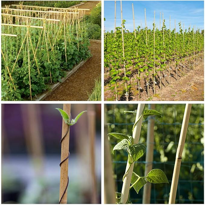 Mininfa Natural Bamboo Stakes 57 Inch (Approx 5 FEET), Eco-Friendly Garden Stakes, Plant Stakes Supports Climbing for Tomatoes, Trees, Beans, 20 Pack