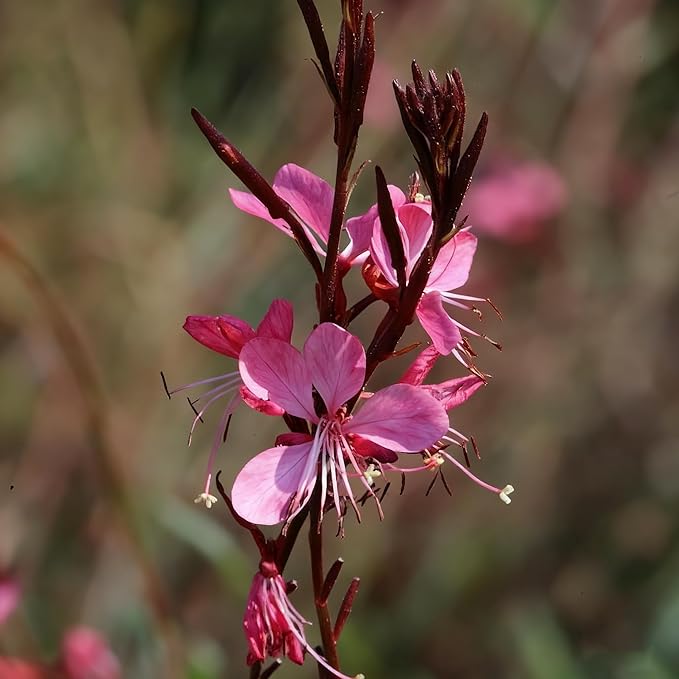 Gaura Flower Seeds for Planting, 300+ Perennial Pink Gaura Seeds, Non-GMO Heirloom Fragrant Flower Seed for Outdoor Garden