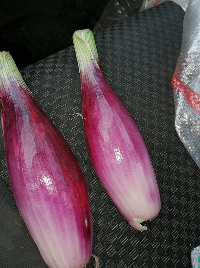 Seeds Red Shallot Onion Heirloom Vegetable for Planting Non GMO