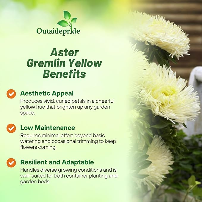Outsidepride Gremlin Aster Seeds - 2000 Pcs. Annual, Hardy & Pollinator Friendly Flower Seeds for Planting Vibrant Yellow Blooms and Oval-Shaped Leaves, Great for Meadows & Aesthetic Gardens
