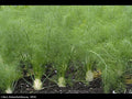 Fennel (Florence Fennel) Herb Seed 500 Seeds Heirloom Organic, Easy to Grow