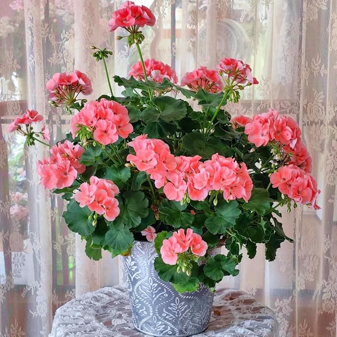 Mix Geranium Seeds for Planting, 10+pcs Rare Perennial Geranium Flower Seeds Plants, Non-GMO Heirloom Rare Beauty Home Garden Blooms Flowers Plants for Outdoors Indoors
