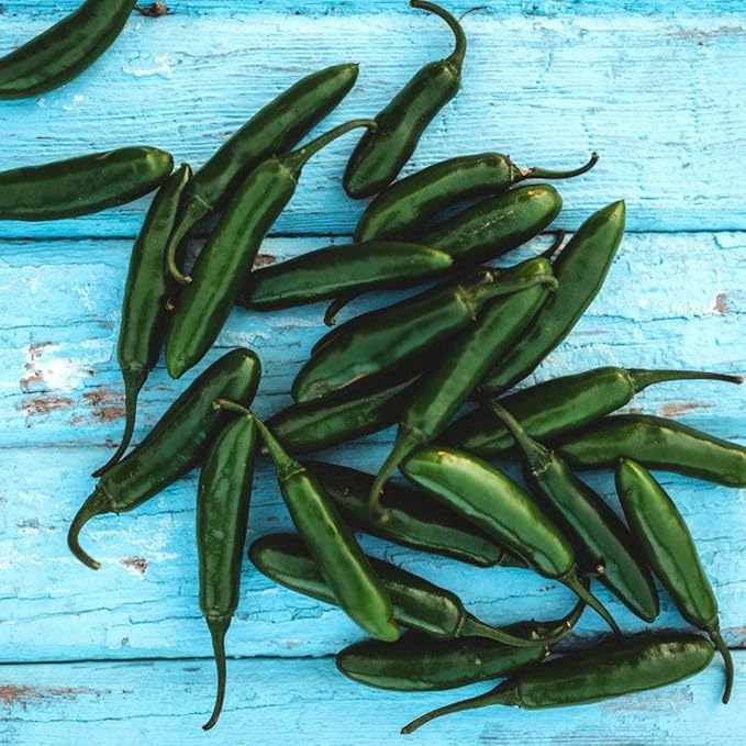 Serrano Pepper (Serrano Tampiqueno) - 25 Seeds - Mexican Pepper Variety, Delicious Spicy Green Peppers, Non-GMO Heirloom Chili Pepper Seeds for Planting in The Home Garden, Thresh Seed Company