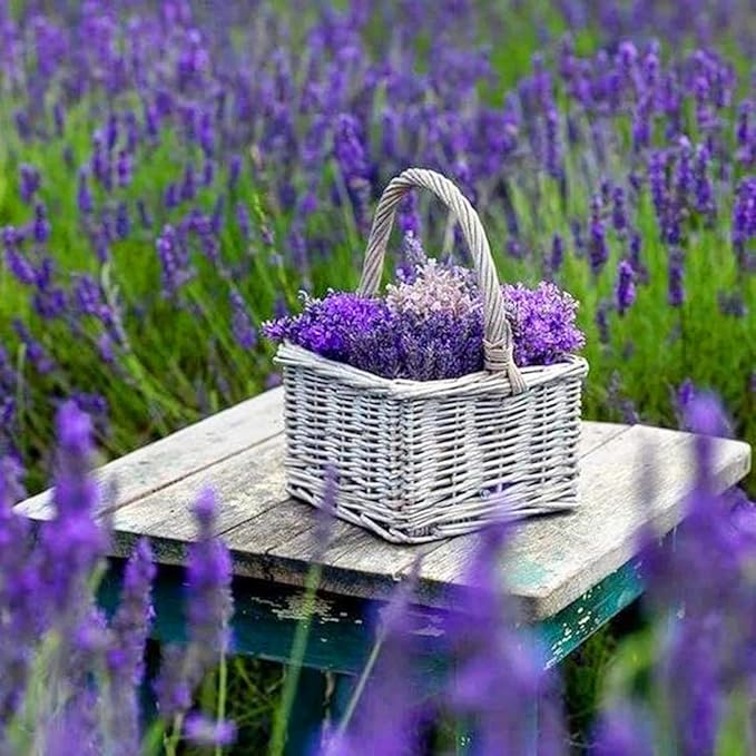 2000+ PCS Premium English Lavender Seeds Non-GMO Herb Seeds Wildflower Seed for Planting Indoor Outdoor High Germination Plant Flower Seeds