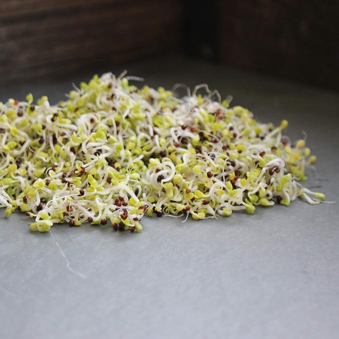 Handy Pantry Chinese Cabbage Sprouting Seed - 2.5 Lbs - Perfect for Edible Seeds, Gardening, Hydroponics, Growing Salad Greens, Sprouts & Food Storage