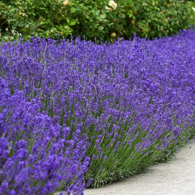 2000+ PCS Premium English Lavender Seeds Non-GMO Herb Seeds Wildflower Seed for Planting Indoor Outdoor High Germination Plant Flower Seeds