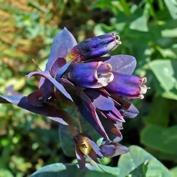 Cerinthe Major Honeywort Flower Seeds for Planting, 100 Purple-Blue Honeywort Seeds, Perennial Plants, Non-GMO Heirloom Major Honeywort Seed for Garden, Borders, Container Displays