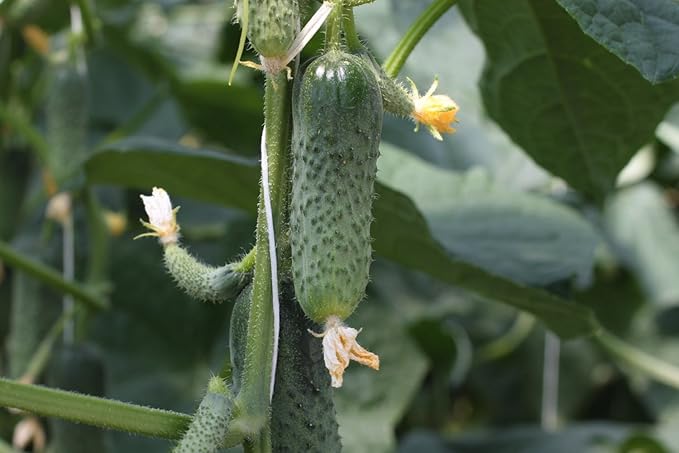 Seeds Rare Cucumber Titus F1 45 Days Early Pickling Vegetable for Planting Non GMO