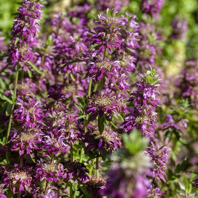 1000+ Seed Bee Balm Seeds for Planting Outdoor - Heirloom Non-GMO Ornamental Bee Balm Plant Beautiful Perennial Flower Seeds in Your Home Garden