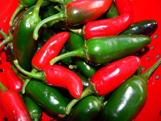 Seeds Jalapeno Chili Pepper Vegetable for Planting Heirloom Non GMO