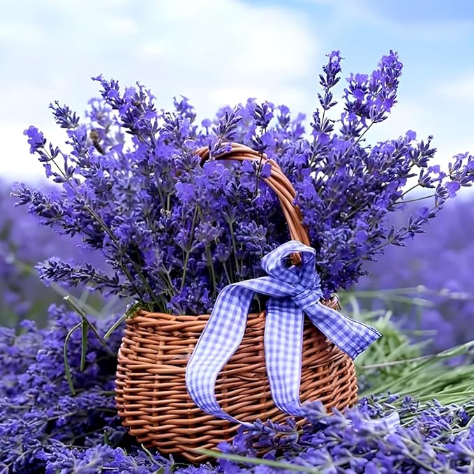 4000 Seeds Lavender Flower Seeds, 90-120 Days to Bloom, Summer Flowering, Drought-Tolerant Herb