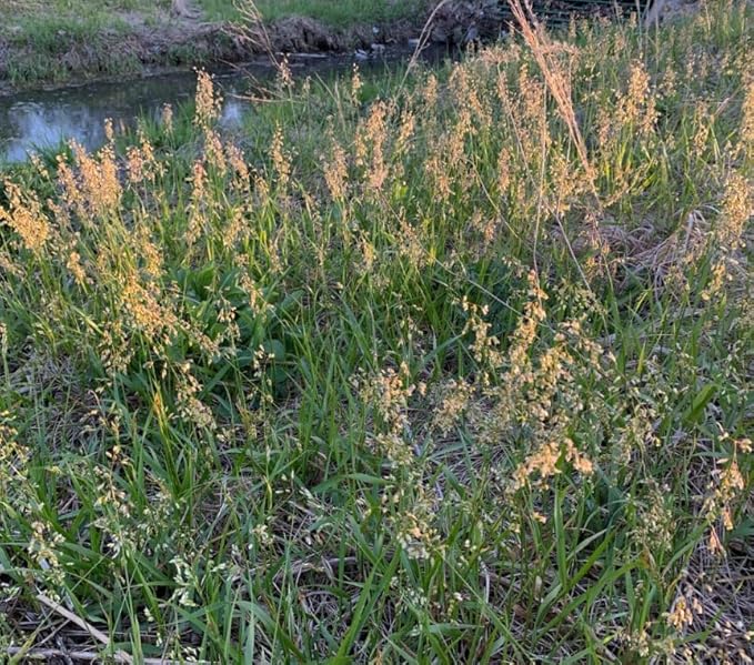 50 Hierochloe Odorata Sweet Grass Seeds for Planting, Sweetgrass Seeds