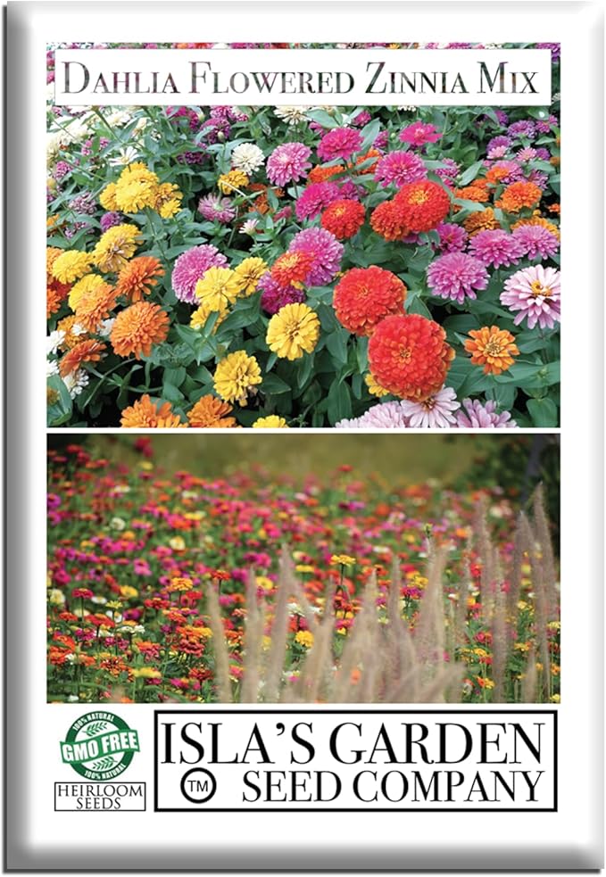 Dahlia Flowered Zinnia Mix Seeds (Zinnia elegans) – 500+ Non-GMO Heirloom Seeds by Isla’s Garden Seeds, Stunning Large Blooms, Vibrant Cut Flowers, Attracts Pollinators, Easy to Grow, Gardening Gift