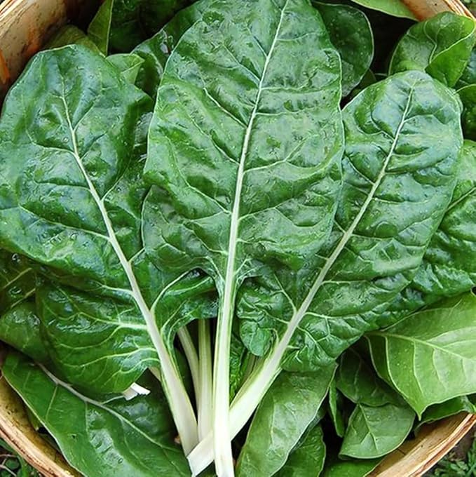 50pcs Swiss Chard Seeds White Perpetual Spinach Vegetable Seeds