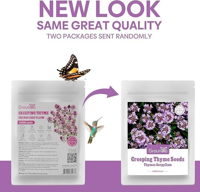 20000+ Creeping Thyme Seeds Ground Cover Plant, Perennial Thyme Flower Seeds for Planting Outdoor, Low Maintenance, Grown in The USA