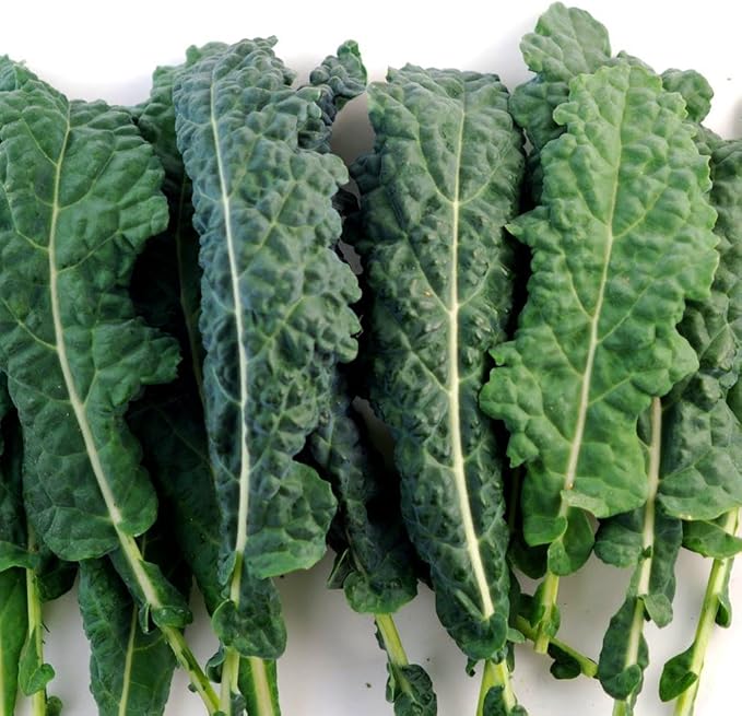 Kale Lacinato (AKA Dinosaur or Tuscan) Great Heirloom Vegetable 1 Lb Seeds