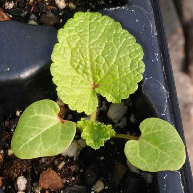 Seed Needs, Mixed Carnival Hollyhock Seeds - Heirloom Seeds for Planting Alcea rosea - Biennial Wildflower that Attracts Pollinators to the Garden (5 Packs)
