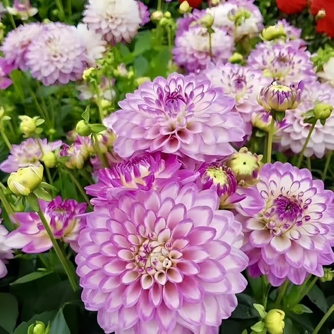 Perennial Labyrinth Dahlia Seeds 90pcs – Beautiful Pompon Style Blooms, Heirloom & Non-GMO – Perfect for Garden Beds, Borders & Cut Flowers