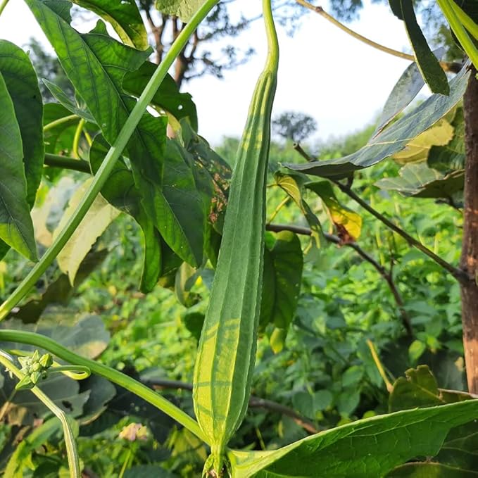 30+ Long Angled Luffa & Gourd Smooth Luffa Seeds Vegetable Fruit Seed Edible Tropical Vegetable Garden Asian Luffa