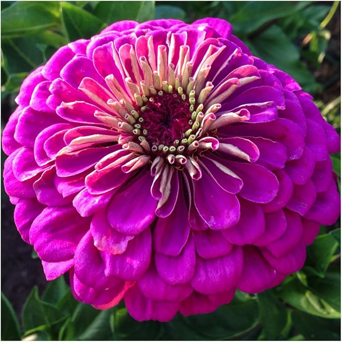 Seed Needs, Violet Queen Zinnia Seeds - 250 Heirloom Seeds for Planting Zinnia elegans - Magenta Colored Blooms Perfect for an Outdoor Butterfly Garden, Makes A Great Cut Flower (5 Packs)