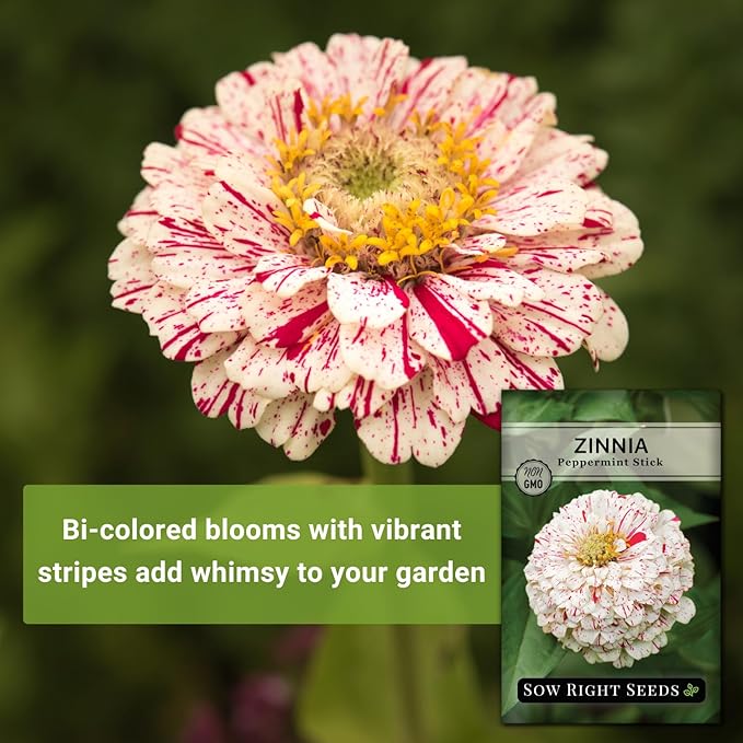 Sow Right Seeds - Peppermint Stick Zinnia Seeds for Planting - Non-GMO Heirloom Packet to Plant & Grow an Outdoor Home Flower Garden - Beautiful, Giant Double Blooms to Cut and Come Again - Annual (3)