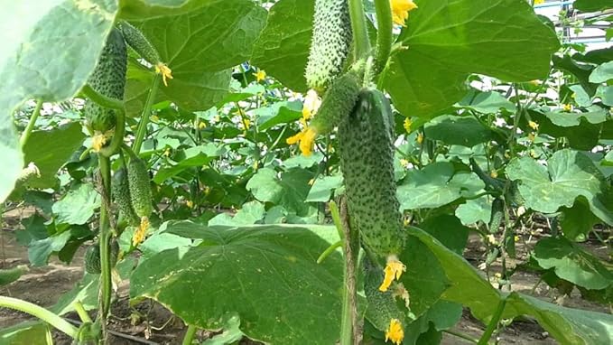 Seeds Cucumber Lyalyuk Little Mini Pickling Heirloom Vegetable for Planting Non GMO