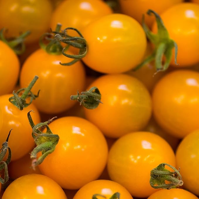 SUNSUGAR SUN SUGAR TOMATO SEED ~ SWEETEST TOMATO AVAILABLE ? - EXTREMELY SWEET - Very Early Cherry Tomato - 50 - 55 DAYS (0015 Seeds - 15 Seeds - Pkt. Size)