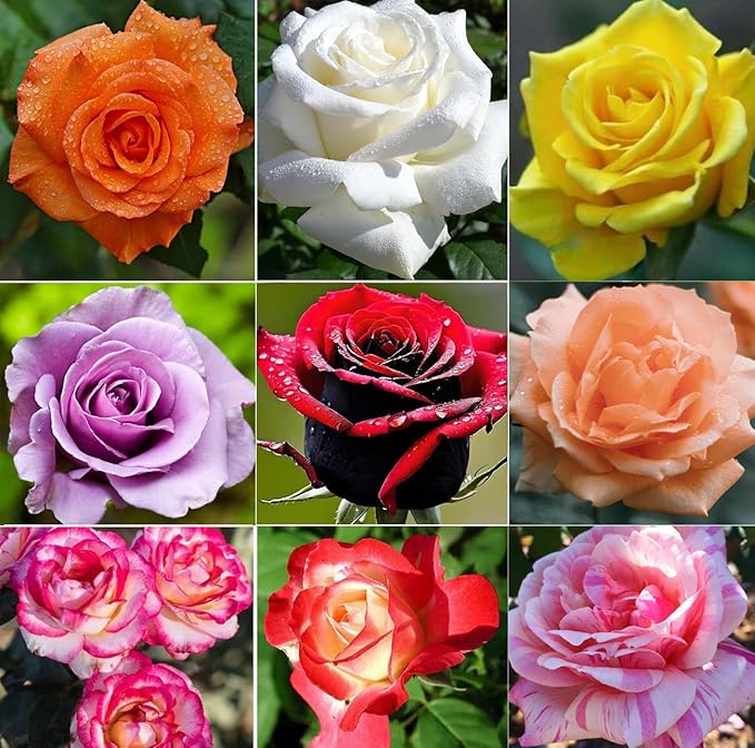 100 pcs Rose Flower Seeds Perennial Flowers Rare Plants Garden Bonsai Garden