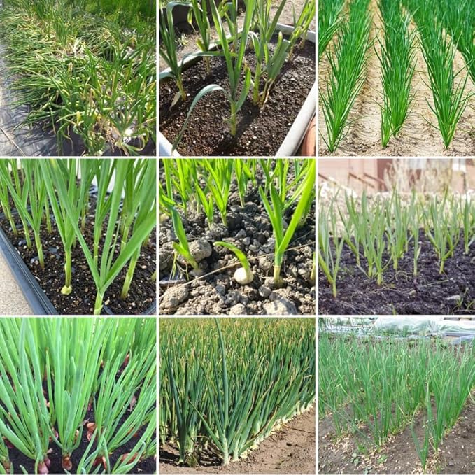 1 Pound Mix Hardneck Garlic Bulbs for Planting, Fresh High-Yield Hardy Garlic for Garden or Container Growing