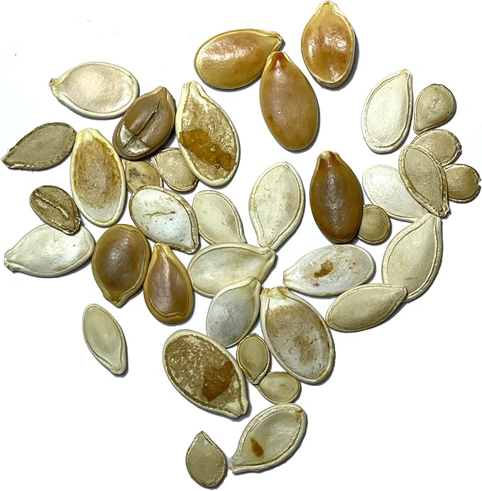 Seed Needs Pumpkin Seeds for Planting Spooky Blend - 30 Premium Heirloom Seeds (Lumina White, Jack O Lantern, Baby Boo, Blue Jarrahdale, Cinderella & More!) Non-GMO & Untreated (1 Small Pack)
