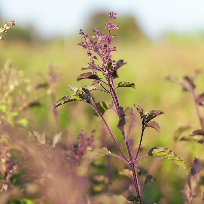 Banyan Botanicals Organic Krishna Tulsi Seeds – Ocimum Sanctum – Holy Basil Tulsi Seeds to Grow Ornamentally & for Herbal Use – 50 Count – Open Pollinated Non-GMO Easy to Grow