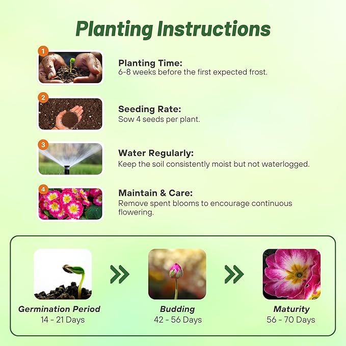 Outsidepride Danova Rose White Common Primrose Seeds - 25 Pcs Annual, Hardy, Easy to Grow & Low Maintenance Flower Seeds for Planting Vibrant Soft Blooms, for Containers, Borders & Erosion Control