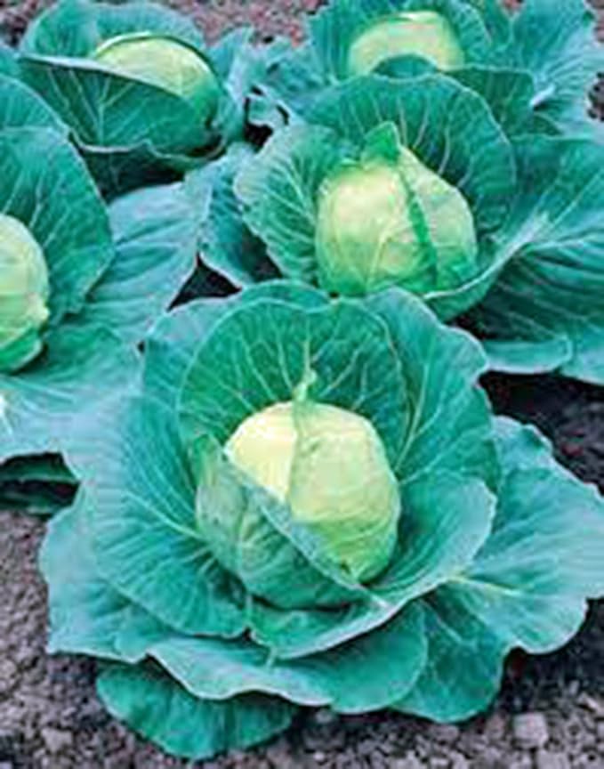 Cabbage Seed, Golden Acre, Heirloom, Non GMO, 100 Seeds, Tasty Healthy Veggie