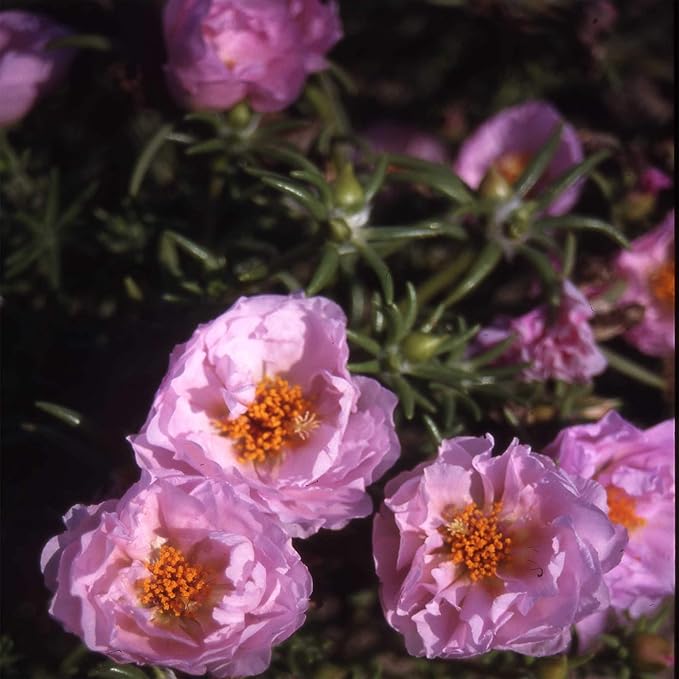 Outsidepride Pink Moss Rose Seeds - 10000 Pcs Annual, Drought & Heat Tolerant, Pollinator Friendly Ground Cover Seeds for Planting w/Vibrant Blooms & Succulent Foliage, Ideal for Xeriscaping