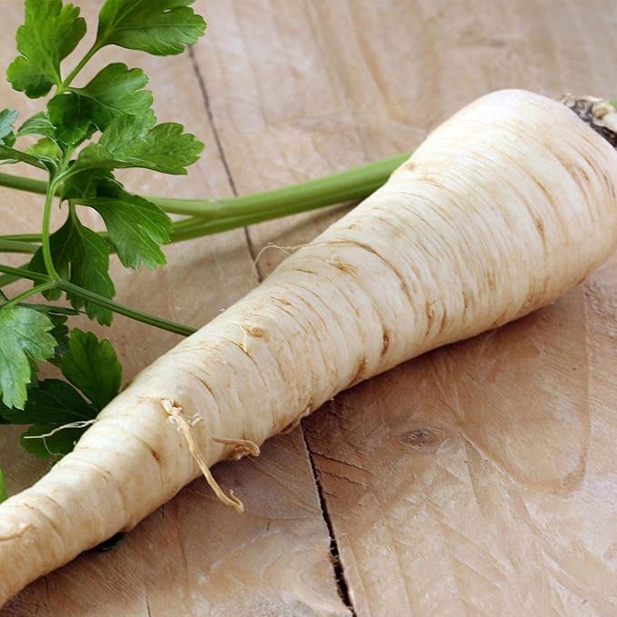 SeedsUP - 2000+ Seeds Root and Leaf Parsley Hercules Hamburg - 2000 Seeds - Herb Gray