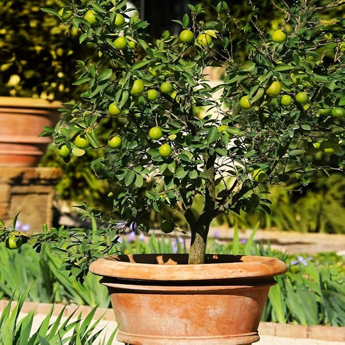 Gardenera's Premium Lime Soil Mix - Fast-Draining Potting Soil for Growing and Repotting Citrus Aurantifolia - 5 Quart
