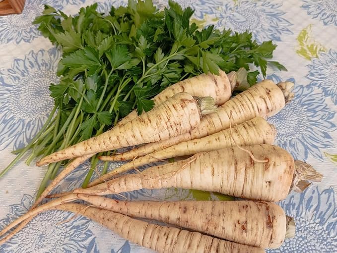 KIRA SEEDS - Seeds Parsley Hercules Universal - Dual-Purpose Herb for Leaf and Root - 2000 Seeds - Heirloom Herb - GMO Free