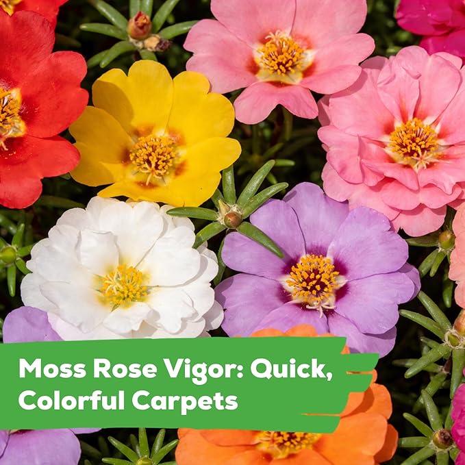 Moss Rose Seeds for Planting, 24,000+ Annual Flower for Ground Cover Flower Seeds, Non-GMO Heirloom Variety, Easy to Grow, Portulaca Seeds to Plant Outdoors Garden Containers
