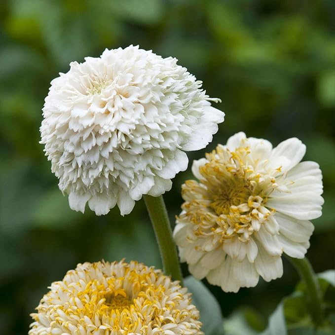 Eden Brothers Zinnia Seeds - Cresto! Cream