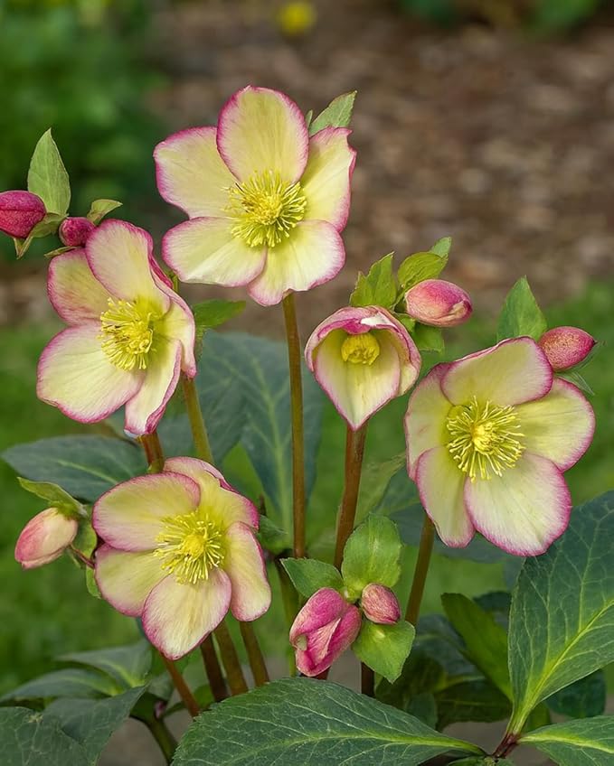 Perennial Farm Helleborus Frostkiss Cherisa® – Live Lenten Rose in #1 Container, Rose-Pink Blooms with Marbled Evergreen Foliage, Early Spring Color, Shade Loving, Deer Resistant, Great for Gardens